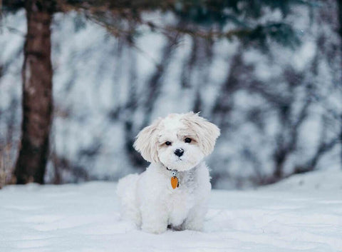 Cute Theme of Ukulele Straps, Guitar Straps, Camera Straps